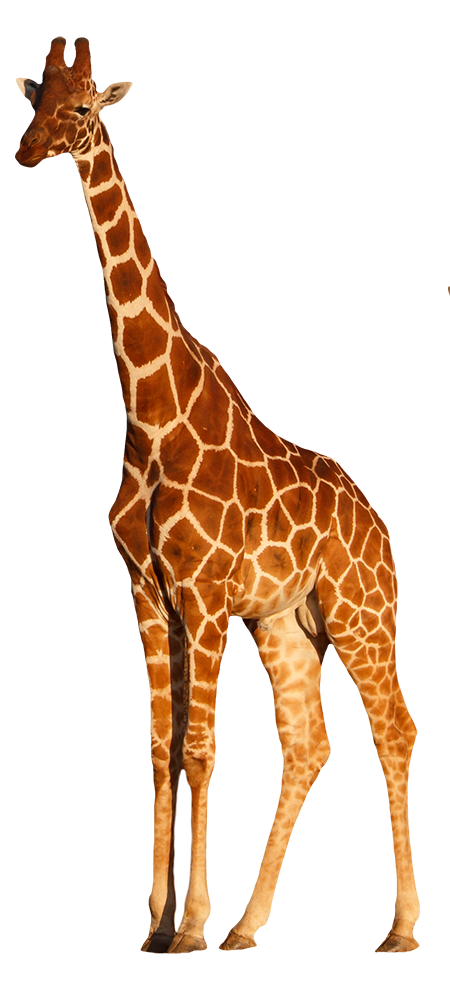 Orientation anno all'estero Sud Africa