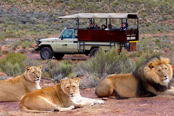 Peninsula tour, City Storytelling walk, Robben Island, District Six Museum, Langa, Seal Island, Table Mountain saranno il set di questo viaggio alla scoperta di Cape Town