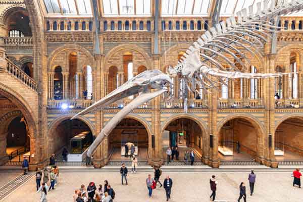 Natural History Museum – Un museo spettacolare tra dinosauri, minerali rari e la magnifica Hintze Hall.