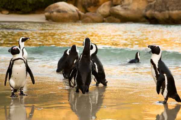 Peninsula tour, City Storytelling walk, Robben Island, District Six Museum, Langa, Seal Island, Table Mountain saranno il set di questo viaggio alla scoperta di Cape Town