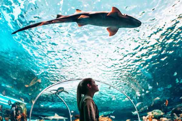 Toronto Island Park, Art Gallery Ontario, Royal Ontario Museum, Hockey Hall of Fame, Ripley’s Acquarium saranno il set di questo viaggio alla scoperta di Toronto