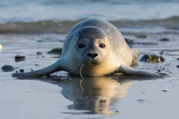 Peninsula tour, City Storytelling walk, Robben Island, District Six Museum, Langa, Seal Island, Table Mountain saranno il set di questo viaggio alla scoperta di Cape Town