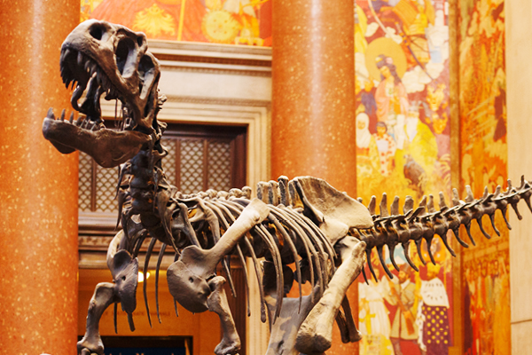 American Museum of Natural History