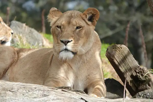 Lincoln Park Zoo Chicago