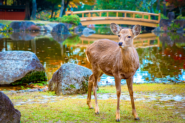Nara