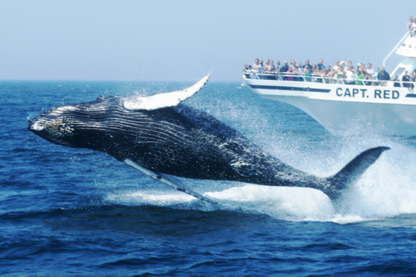 Whale Whatch cruise Boston