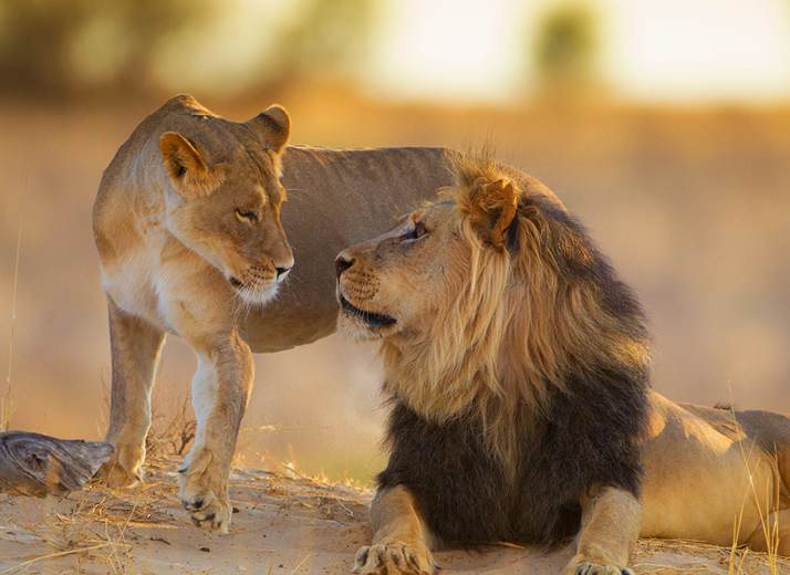 vacanza-studio-header-Cape-Town