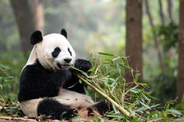 Forest City Beach e Johor Zoo