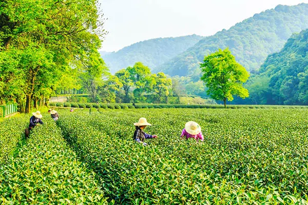 Dragon Well Tea Garden e Lago dell’Ovest